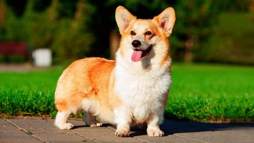 Домашние собаки для квартиры маленькие. ТОП 10 средних пород собак для квартиры