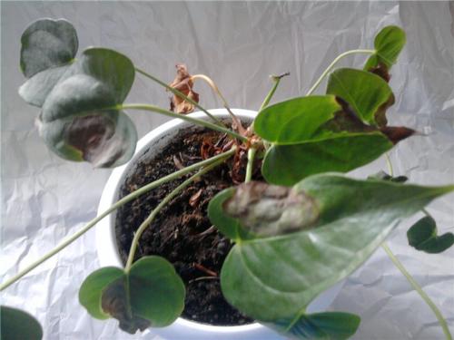 Цветок мужское счастье чернеют листья. Почему у Антуриума чернеют листья