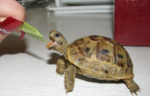 Самые лучшие домашние животные для квартиры. Какое животное лучше завести в квартире?