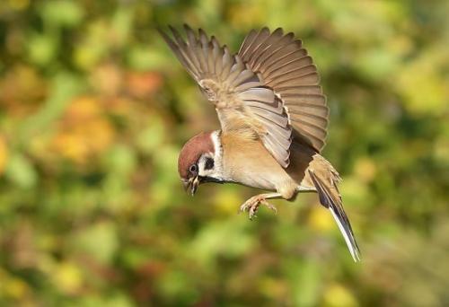 Факты о воробьях. Интересные факты о воробьях 04