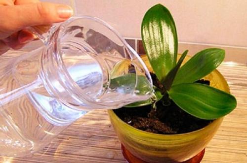 Орхидея комнатное растение уход. Как ухаживать за орхидеей в домашних условиях