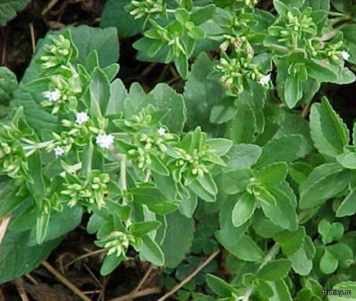 Сладкие продукты. Самые сладкие продукты в мире (8 фото)