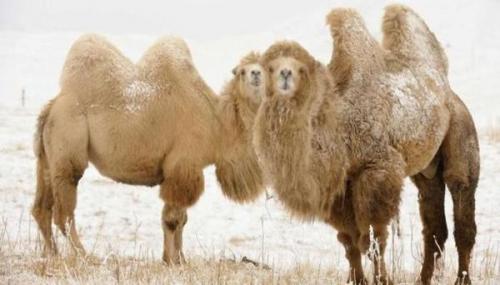 Как верблюд запасает воду. Зачем верблюду нужен горб.