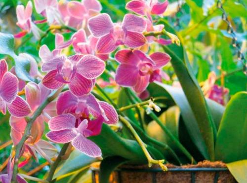 Орхидея комнатное растение уход. Как ухаживать за орхидеей в домашних условиях