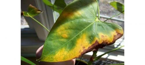 Цветок мужское счастье болезни. Болезни антуриума