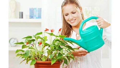 Цветок мужское счастье болезни. Болезни антуриума