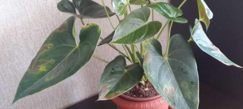 Цветок мужское счастье болезни. Болезни антуриума