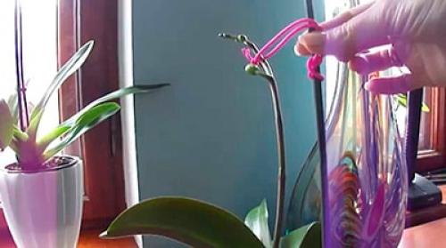 Орхидея комнатное растение уход. Как ухаживать за орхидеей в домашних условиях