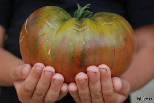 Сладкие продукты. Самые сладкие продукты в мире (8 фото)