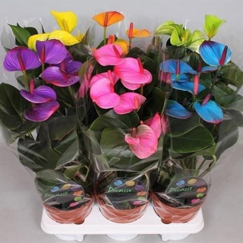 Цветок мужское счастье и женское счастье. Приметы и суеверия