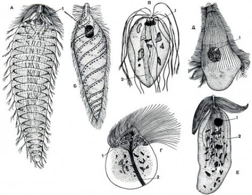 Простейшие глисты. Простейшие гельминты (глисты) у человека