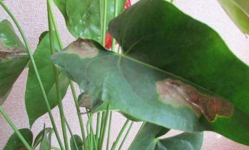 Цветок мужское счастье болезни. Болезни антуриума