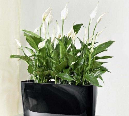 Женское счастье цветок. Уход за спатифиллумом, или цветком – “Женское счастье”