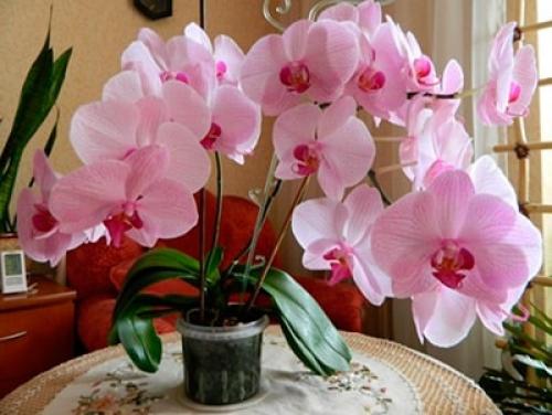 Орхидея комнатное растение уход. Как ухаживать за орхидеей в домашних условиях
