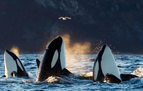 Где обитают касатки? Образ жизни и среда обитания