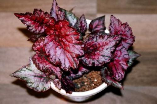 Бегония королевская уход. Уход в домашних условиях за королевской Бегонией