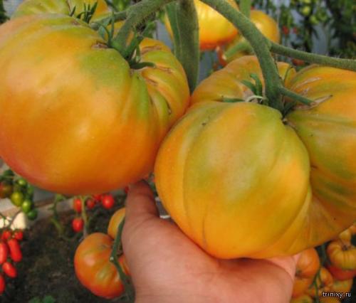 Сладкие продукты. Самые сладкие продукты в мире (8 фото)