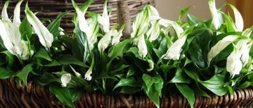 Женское счастье цветок. Уход за спатифиллумом, или цветком – “Женское счастье”