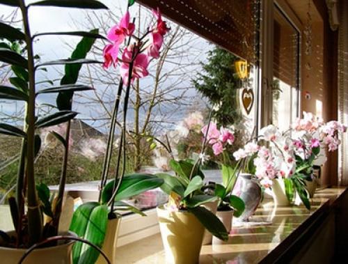 Орхидея комнатное растение уход. Как ухаживать за орхидеей в домашних условиях