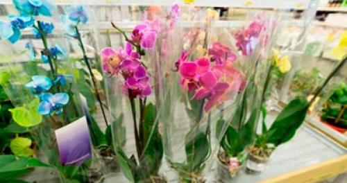 Орхидея комнатное растение уход. Как ухаживать за орхидеей в домашних условиях