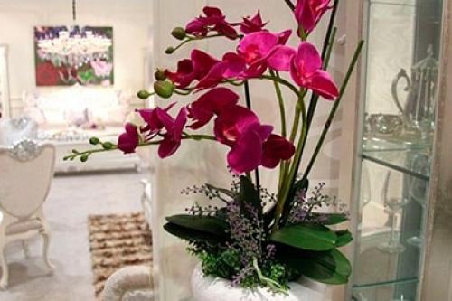 Орхидея комнатное растение уход. Как ухаживать за орхидеей в домашних условиях