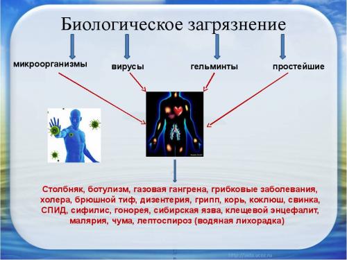 Простейшие глисты. Простейшие гельминты (глисты) у человека