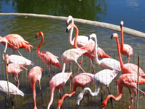 Керлинг интересные факты. Факты о керлинге 15