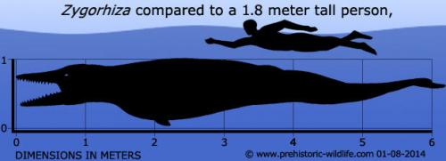 Зубы кита.  Зигориза