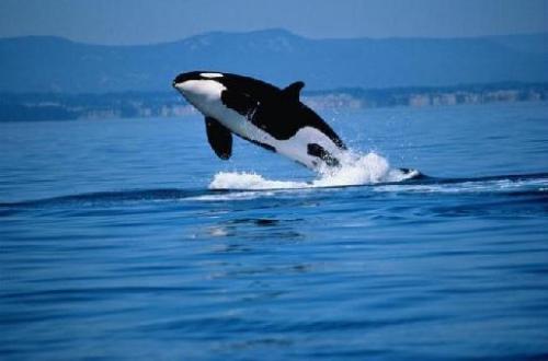Косатка характеристика. Косатка животное (лат. Orcinus orca)