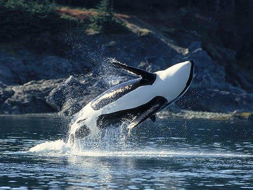 Чем питается касатка?, что она ест? Косатка - кит-убийца. Описание, образ жизни, интересные факты о косатках. Фото и видео 11