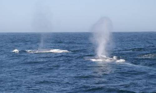 Фонтан кита ядовит. Почему у кита бьет фонтан?