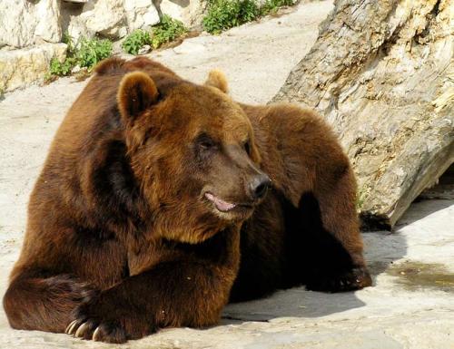 Кто сильнее всех на свете кто. Кто сильнее всех на свете