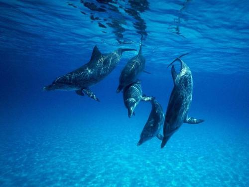 Чем питается касатка?, что она ест? Косатка - кит-убийца. Описание, образ жизни, интересные факты о косатках. Фото и видео 14