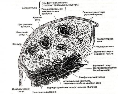 CD4 понижен. CD4 лимфоциты при ВИЧ инфекции