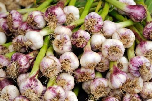 Полезно ли есть чеснок каждый день. Состав и характеристики овоща, влияние на организм человека