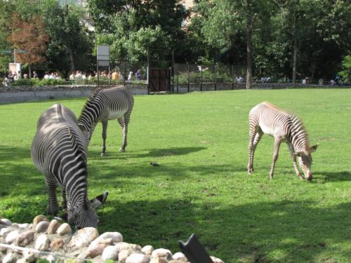 Керлинг интересные факты. Факты о керлинге 13