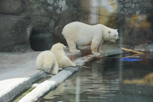 Керлинг интересные факты. Факты о керлинге 21