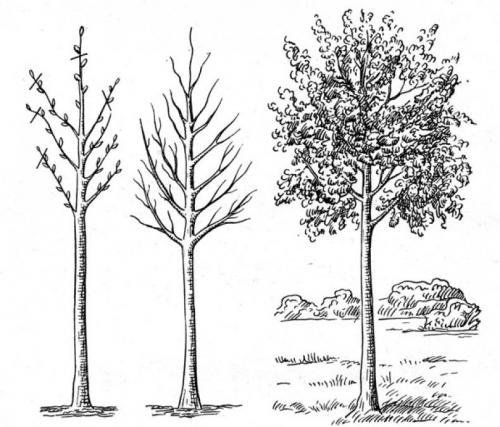 Как быстро растет липа. Советы по уходу за липой