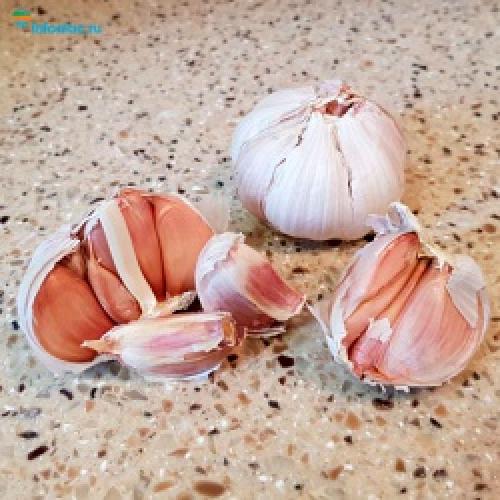 Что будет с организмом если каждый день есть чеснок. Что произойдет с Вашим организмом, если каждый день есть чеснок?