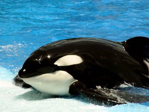 Чем питается касатка?, что она ест? Косатка - кит-убийца. Описание, образ жизни, интересные факты о косатках. Фото и видео 12