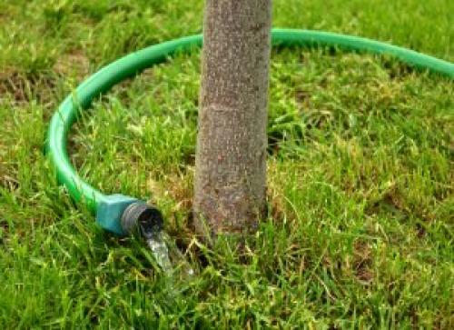 Как быстро растет липа. Советы по уходу за липой