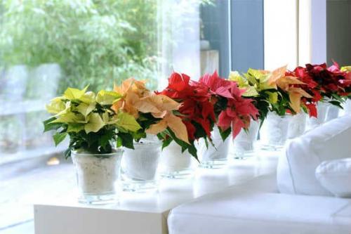 Рождественская звезда цветок приметы. Цветок Рождественская звезда: приметы для дома