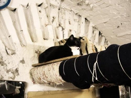 Эрмитажные коты экскурсия. Эрмики - усатые хранители произведений искусства в Эрмитаже