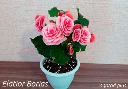 Бегония элатиор уход в домашних условиях после покупки. Чем хороша бегония элатиор и мифы об этом растении