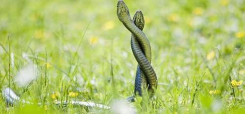 Чем питаются медведи. Бурый медведь хозяин леса…