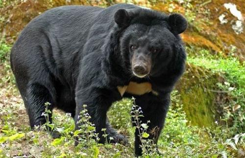 Бурый медведь скорость. Виды