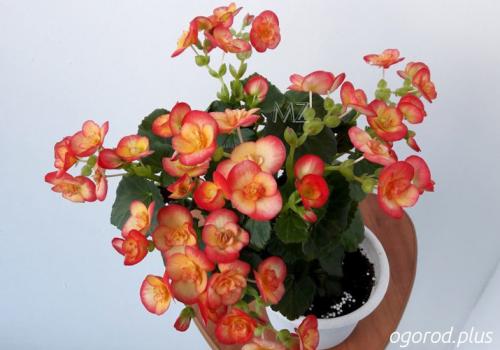 Бегония элатиор уход в домашних условиях после покупки. Чем хороша бегония элатиор и мифы об этом растении