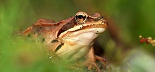 Чем питаются медведи. Бурый медведь хозяин леса…