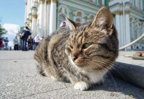 Сколько кошек в зимнем дворце. Коты — служители Эрмитажа. История