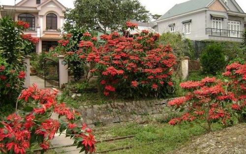 Рождественская звезда цветок приметы. Цветок Рождественская звезда: приметы для дома